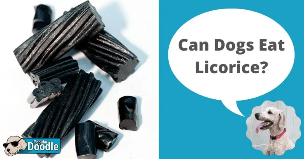 can dogs eat licorice