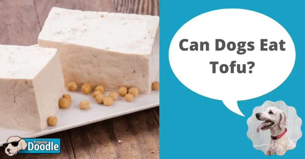 can dogs eat tofu?
