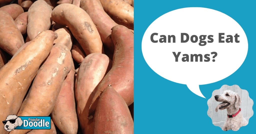 Yams for dogs