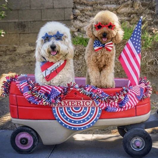 Bowser the Goldendoodle from California