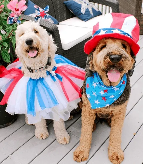 Mowgli & Laela the Labradoodles from Maryland