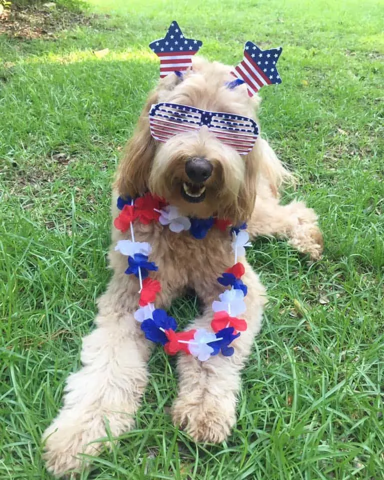 Harper the Goldendoodle from Georgia