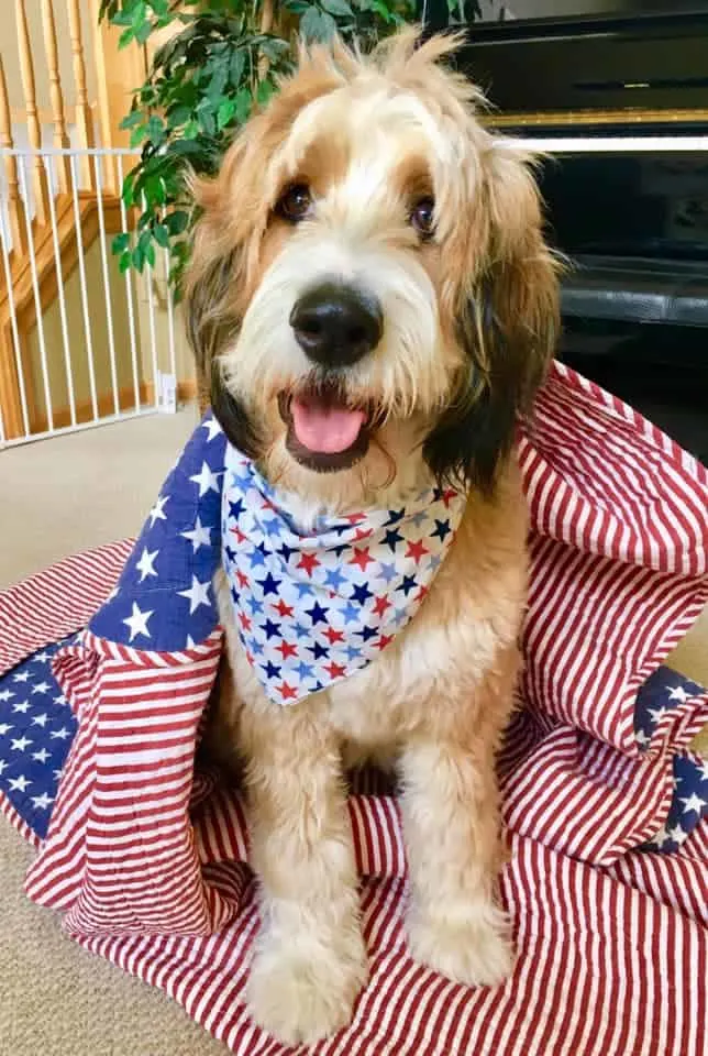 Millie the Bernedoodle from Minnesota