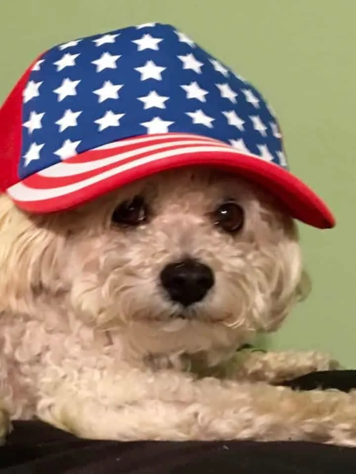 Auggie the Maltipoo from Illinois