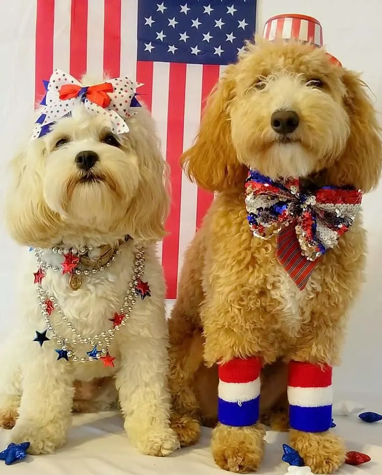 Saydie & Sammie the Cockapoos from Pennsylvania