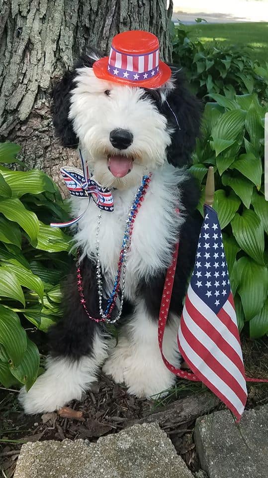 Ripley the Sheepadoodle from Ohio