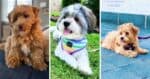 Havapoo Dog Breed Info: Havanese Poodle Mix