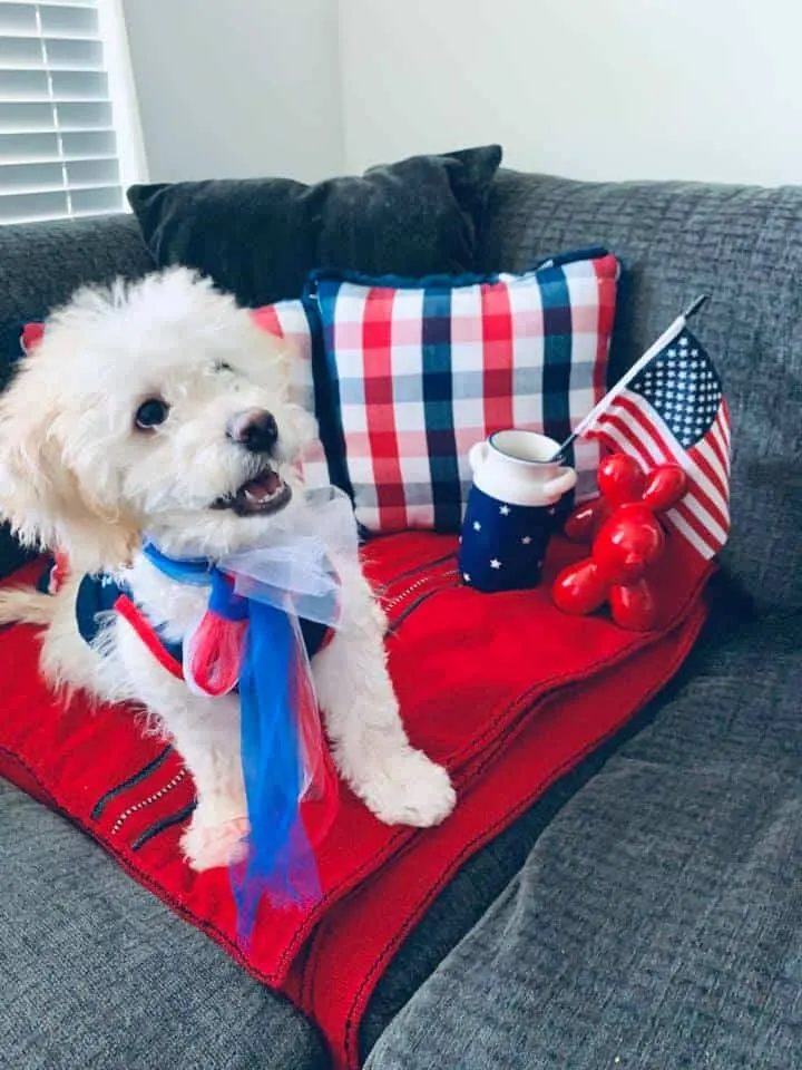 Winston the Maltipoo from Nevada