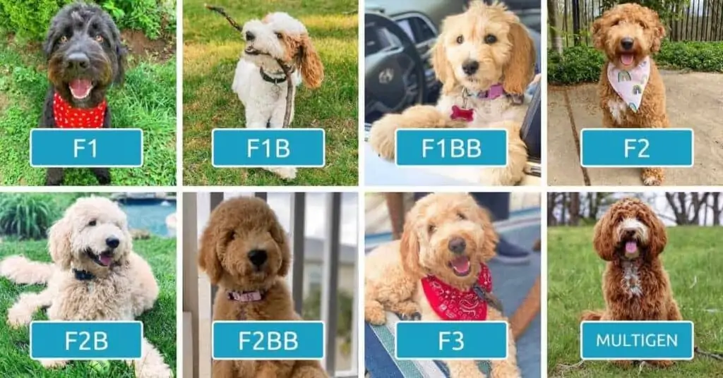 Goldendoodle generations