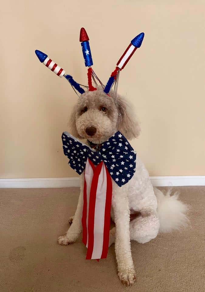 Stanley the Goldendoodle from Tennessee
