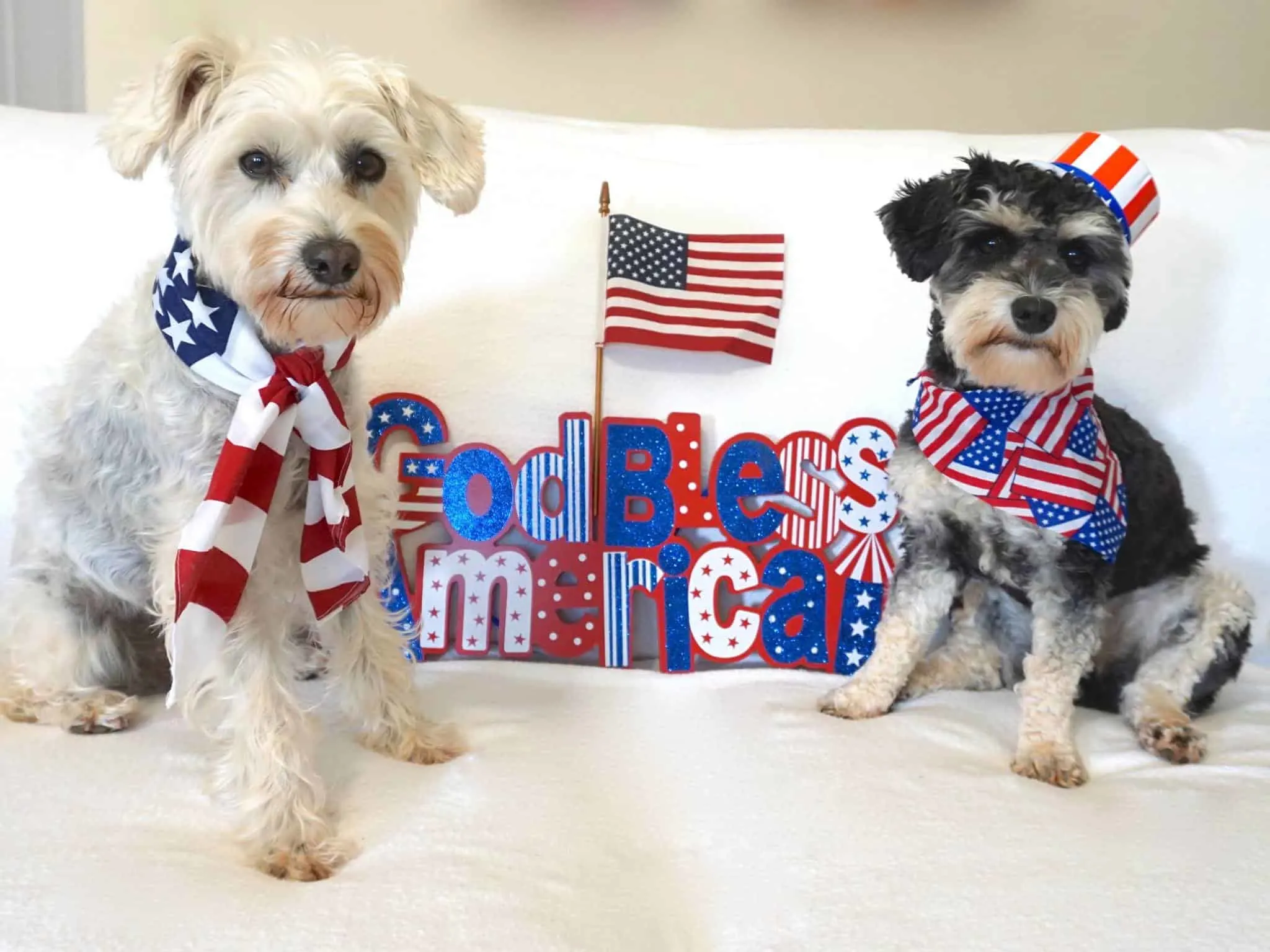 Cece & Iris the Schnoodles from South Carolina