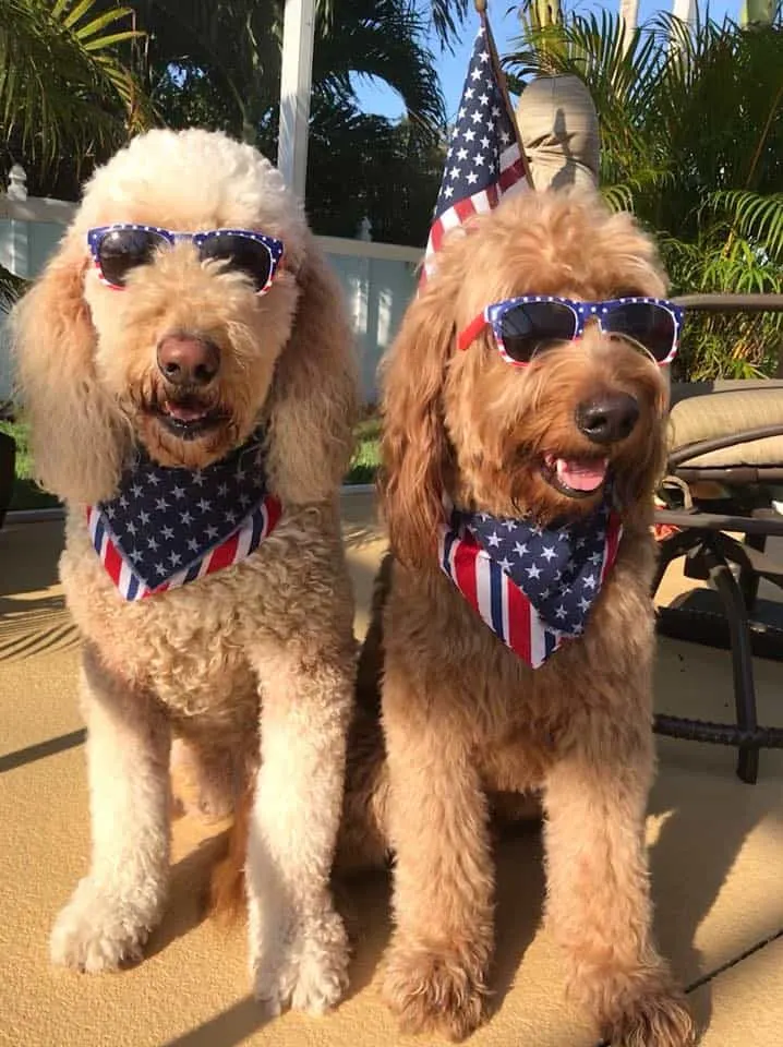 Marley & Oliver the Goldendoodles from Florida