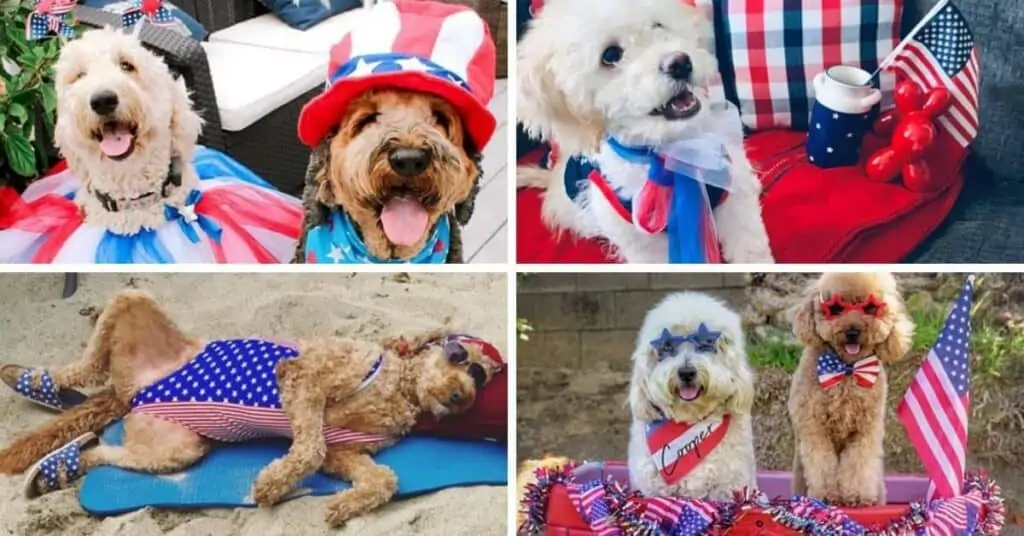 Feeling Paw-triotic?  Check Out These 20 ‘Yankee Doodles’ in Their Red, White, and Blue!
