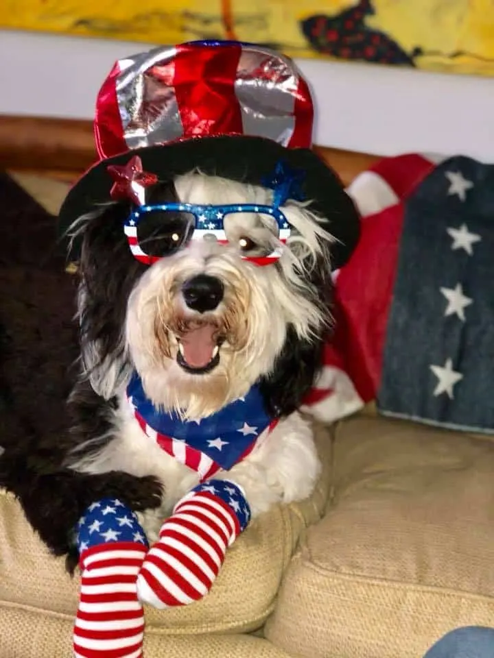 Finley the Sheepadoodle from Florida