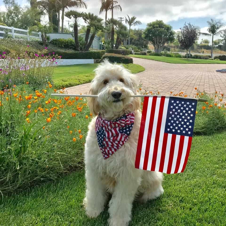 Enzo the Goldendoodle from California