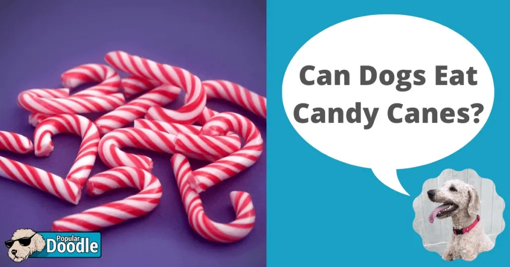 are candy canes bad for dogs