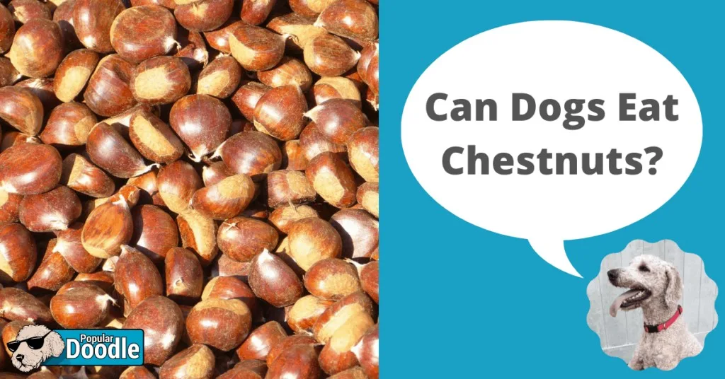 can dogs eat chestnuts