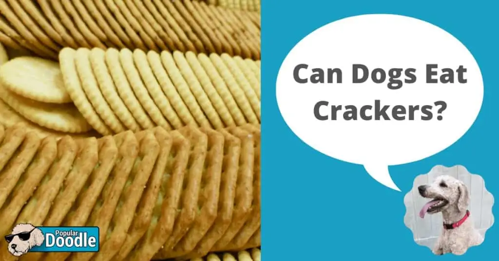 can dogs eat crackers