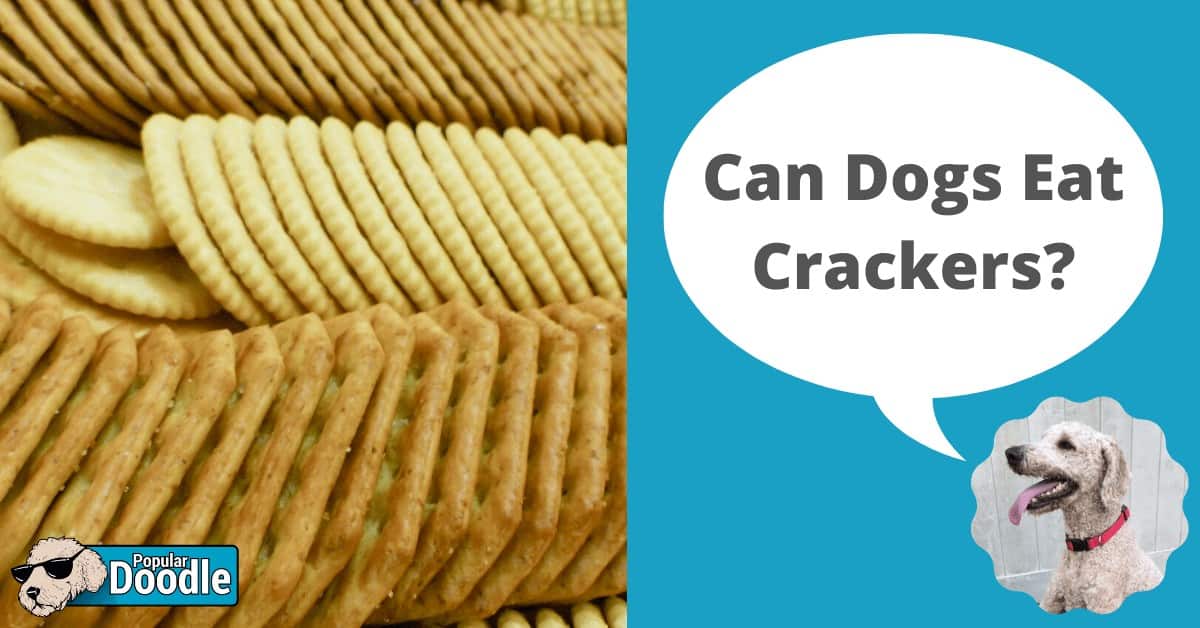are crackers bad for dogs