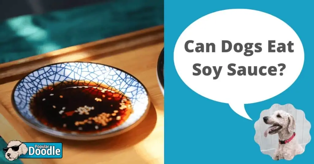 can dogs eat soy sauce