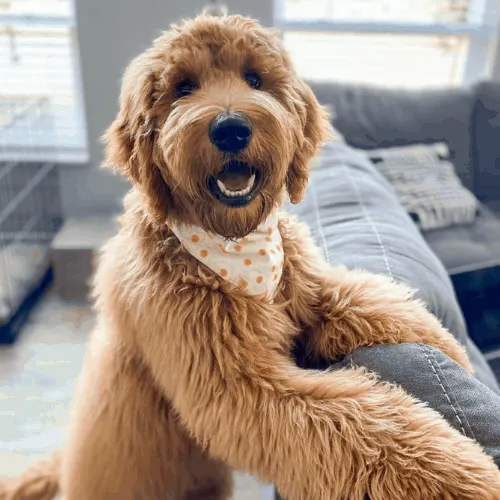 F1b store standard goldendoodle