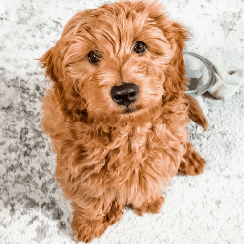 f1bb Goldendoodle-Generation