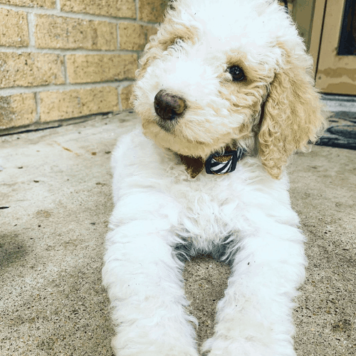 f1bb goldendoodle price