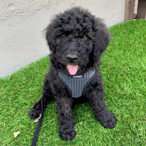  Goldendoodle Generations Explained F1 F1B F1BB F2 F2B 