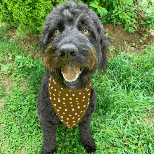 f1b black goldendoodle