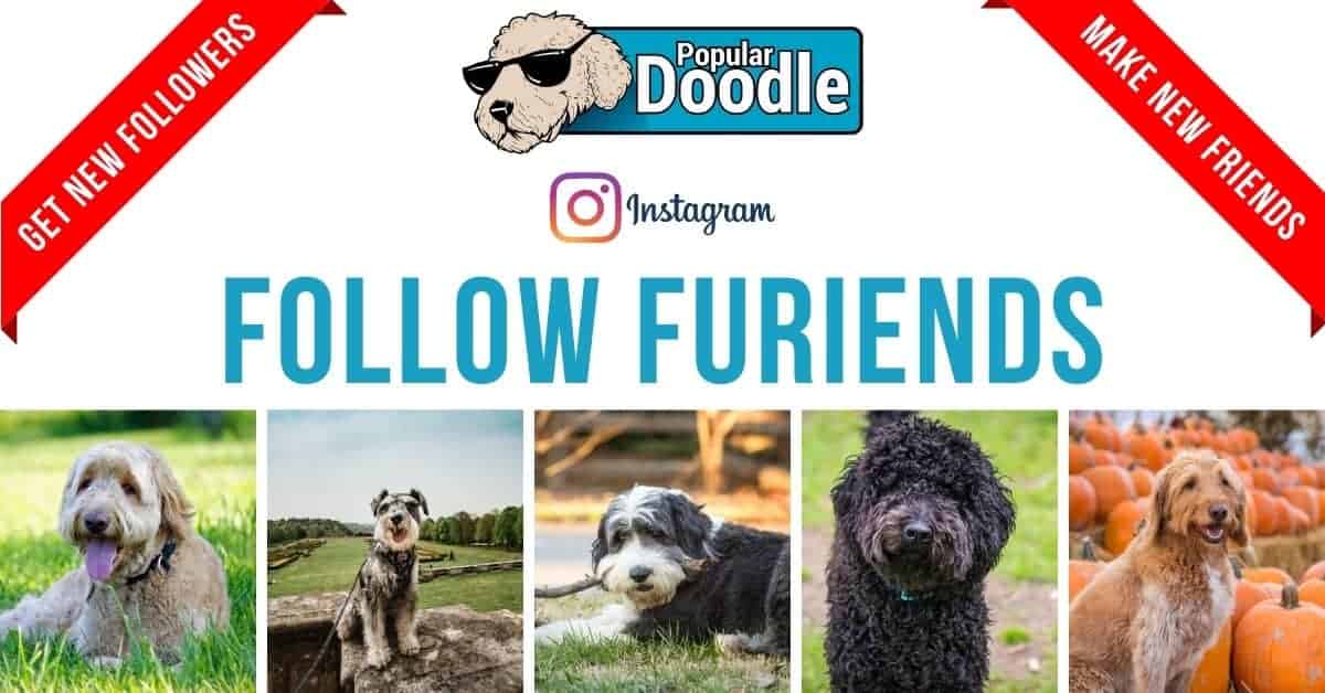 Follow Furiends Instagram Network For Doodles