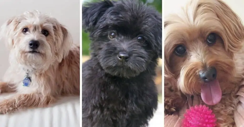 Yorkipoo Dog Breed Information Purina | atelier-yuwa.ciao.jp