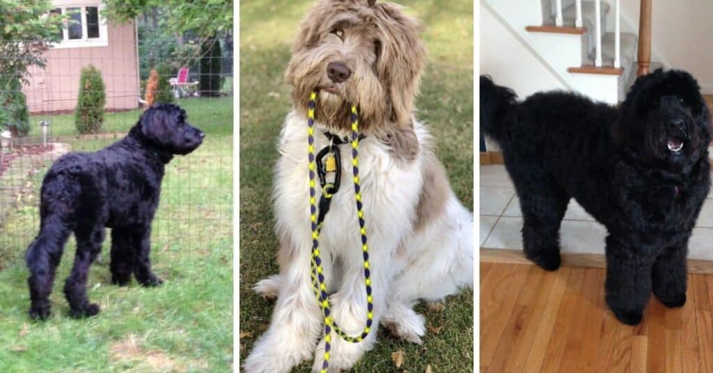 newfoundland dog and poodle