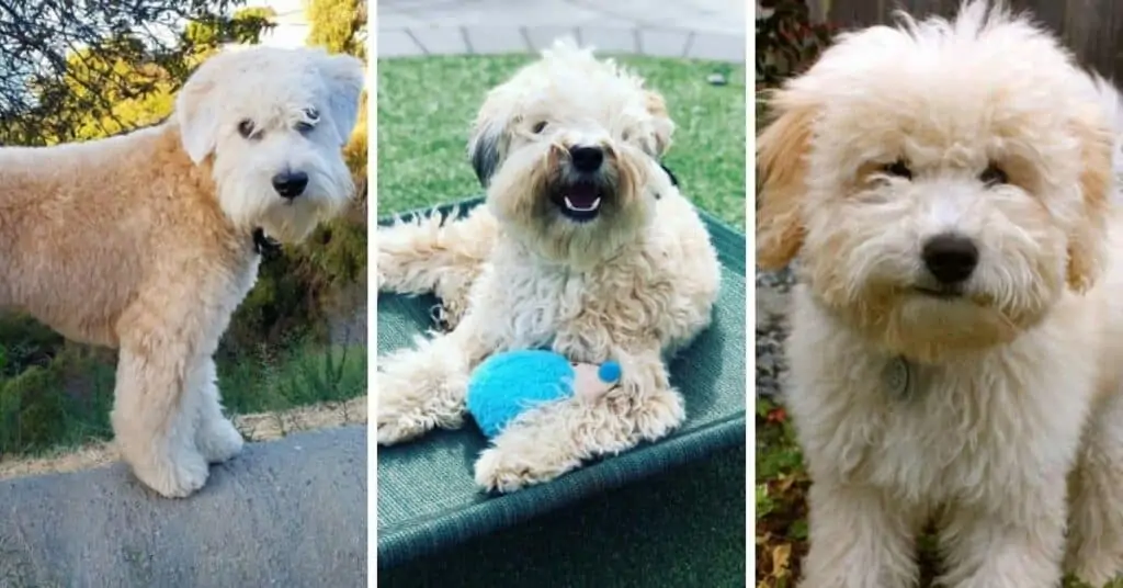 Welsh Terrier Poodle Mix