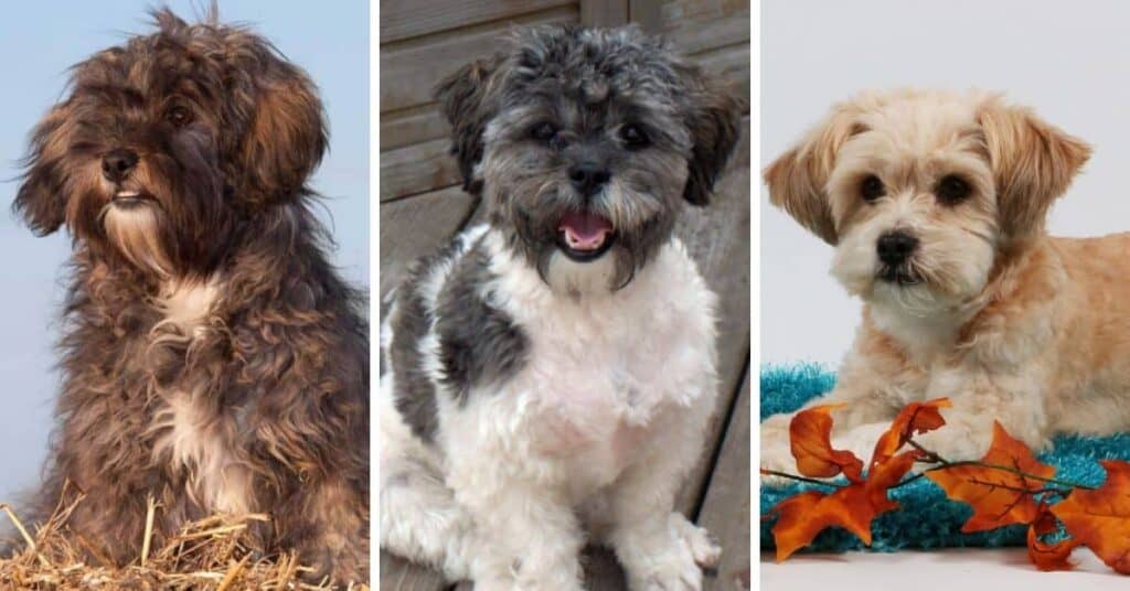 Dog Breed Info: Shih Tzu Poodle Mix