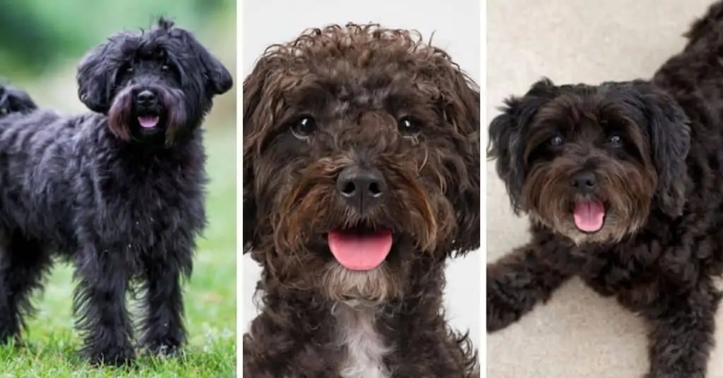 Miniature poodle cocker spaniel and outlet schnauzer