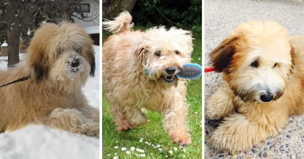 Soft Coated Wheaten Terrier Poodle Mix