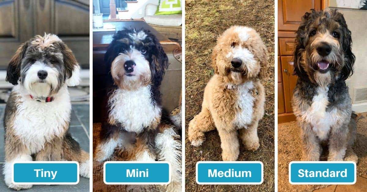 Tiny best sale australian bernedoodle