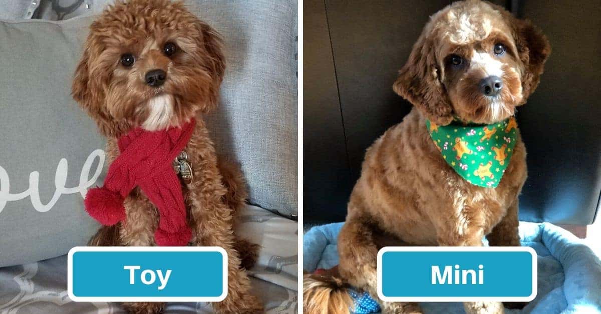 Micro cavapoo hot sale