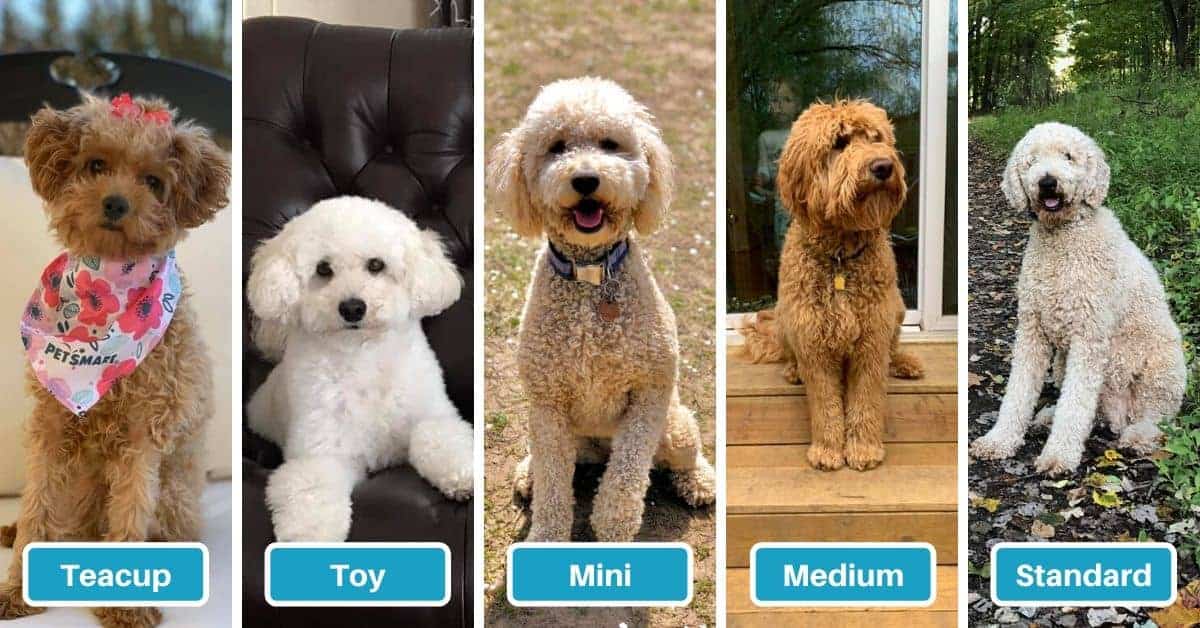 How Much Should My Goldendoodle Weigh   How Big Do Goldendoodles Get 