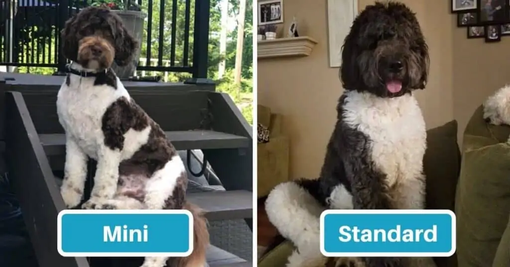 Aussiedoodle Size Chart With 39,500+ Aussiedoodle Weight Data Points