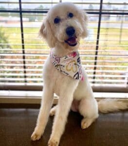 medium labradoodle size