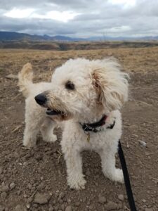 mini maltipoo tamanho