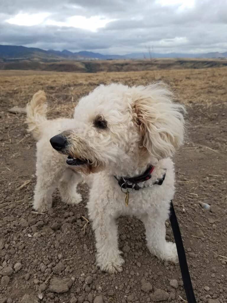 maltipoo full grown