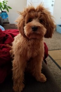 teacup labradoodle size