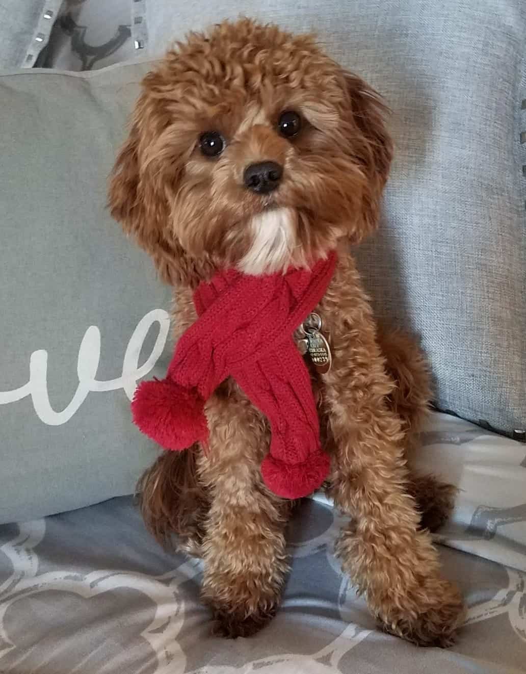 stuffed cavapoo