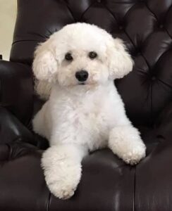 toy goldendoodle size