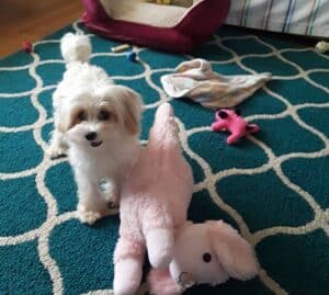 Toy Maltipoo Größe