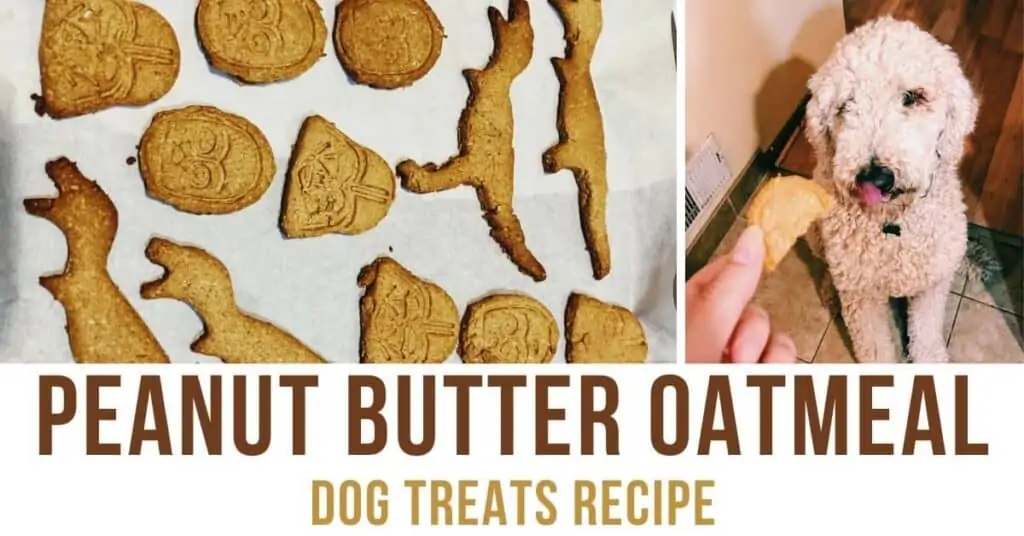 homemade oatmeal peanut butter dog treats recipe