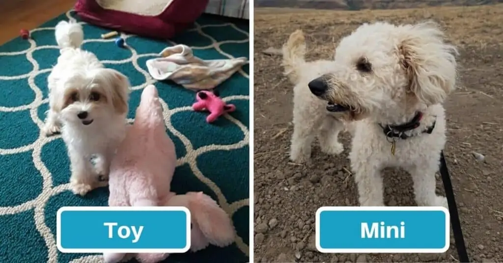 Maltipoo Size Full Grown: How Big Do Maltipoos Get? (Toy & Mini)