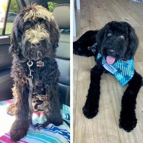 goldendoodle summer cuts